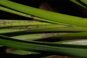Another cymbidium new growth filled with ash residue